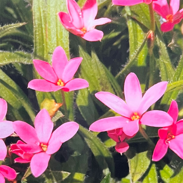 アッツザクラ（ロドヒポキシス）：シェリーローズ3号ポット