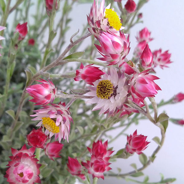 [26年3月中下旬予約]シンカルファ・ハートクイーン2.5号ポット