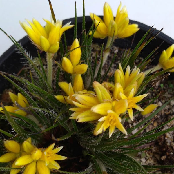 コノスティリス・セティゲラ 4号ポット