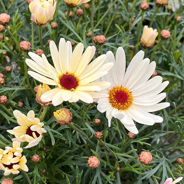 マーガレット：はるかぜ3号ロングポット