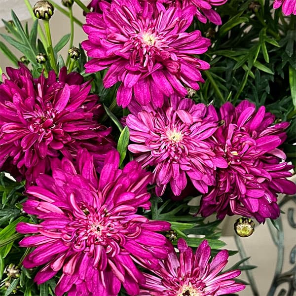 マーガレット：エンバーハート3号ロングポット