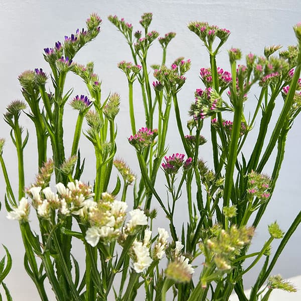 スターチス：ピュアスター　3色植え4号ポット