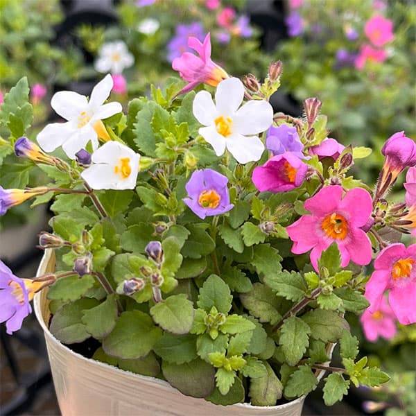 バコパ：トピア3色ミックス2.5号ポット