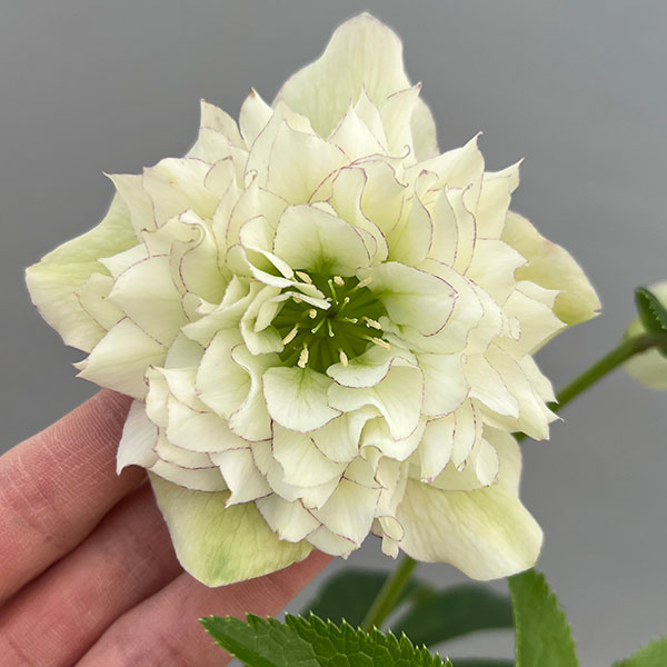 富岡園芸さんのクリスマスローズ：26-02ダブル／3.5号ポット【現品販売】