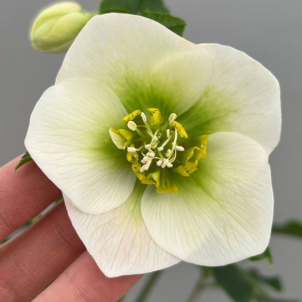 富岡園芸さんのクリスマスローズ：26-04シングル／3.5号ポット【現品販売】