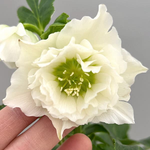 富岡園芸さんのクリスマスローズ：26-06ダブル／3.5号ポット【現品販売】