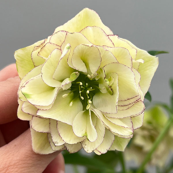 富岡園芸さんのクリスマスローズ：26-07ダブル／3.5号ポット【現品販売】