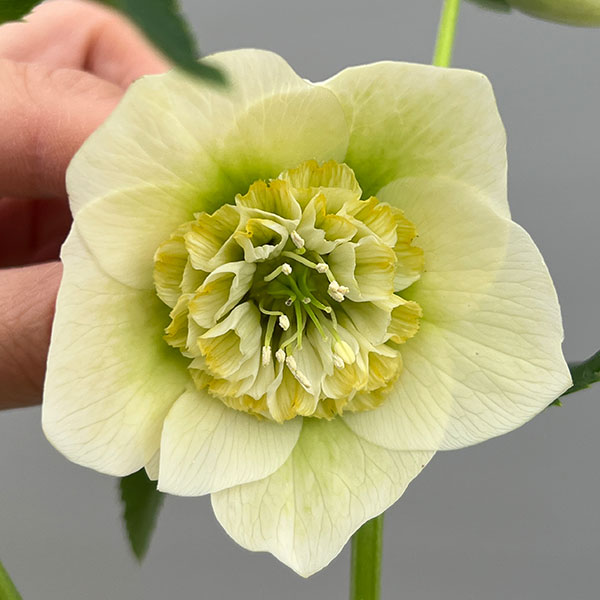 富岡園芸さんのクリスマスローズ：26-08セミダブル／3.5号ポット【現品販売】