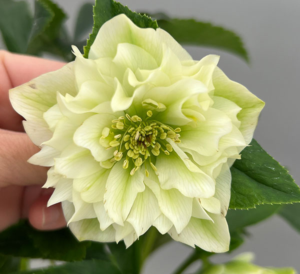 富岡園芸さんのクリスマスローズ：26-10ダブル／3.5号ポット【現品販売】