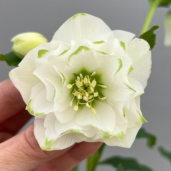 富岡園芸さんのクリスマスローズ：26-12ダブル／3.5号ポット【現品販売】