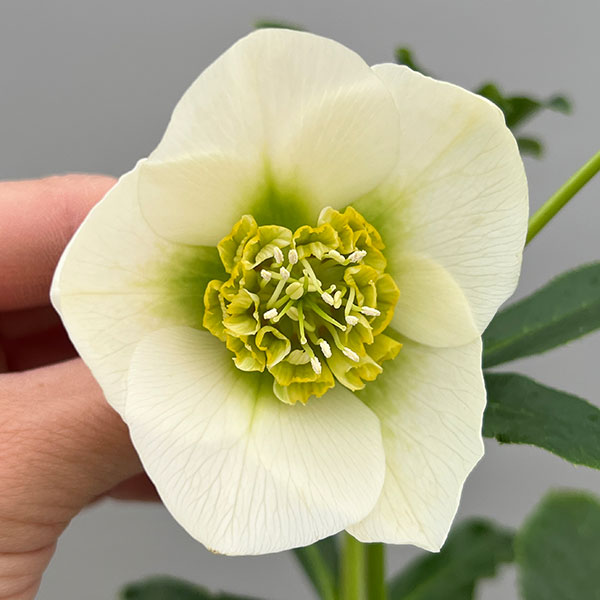 富岡園芸さんのクリスマスローズ：26-13シングル／3.5号ポット【現品販売】