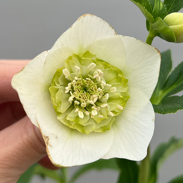 富岡園芸さんのクリスマスローズ：26-14セミダブル／3.5号ポット【現品販売】