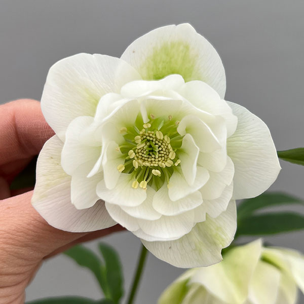 富岡園芸さんのクリスマスローズ：26-15ダブル／3.5号ポット【現品販売】