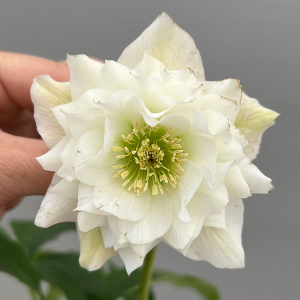 富岡園芸さんのクリスマスローズ：26-17ダブル／3.5号ポット【現品販売】