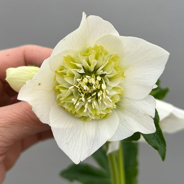 富岡園芸さんのクリスマスローズ：26-23セミダブル／3.5号ポット【現品販売】