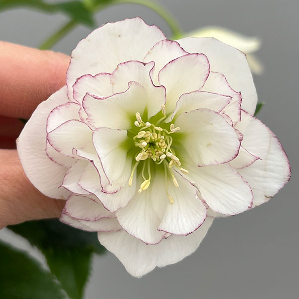 富岡園芸さんのクリスマスローズ：26-25ダブル／3.5号ポット【現品販売】