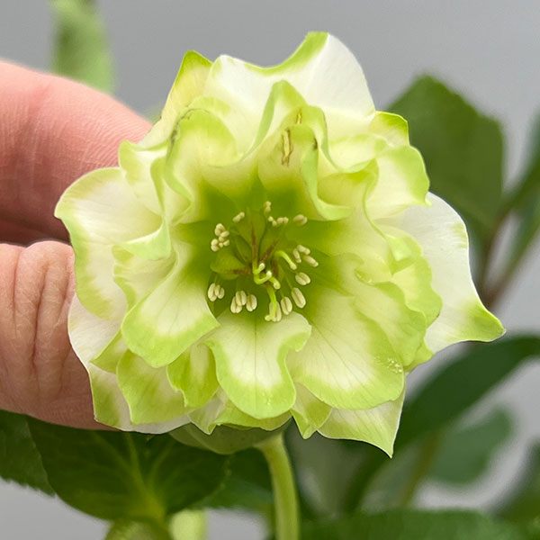 富岡園芸さんのクリスマスローズ：26-27ダブル／3.5号ポット【現品販売】