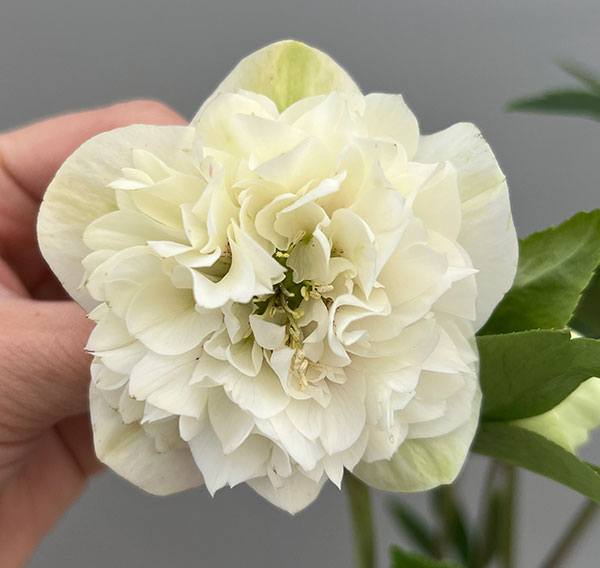 富岡園芸さんのクリスマスローズ：26-30ダブル／3.5号ポット【現品販売】