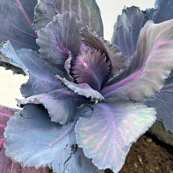 紫キャベツ：ガーデンルビー3.5号ポット
