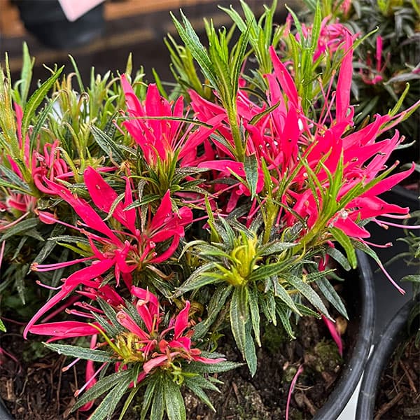 アザレア：スタースタイル・ピンクスター（桃）5号ポット