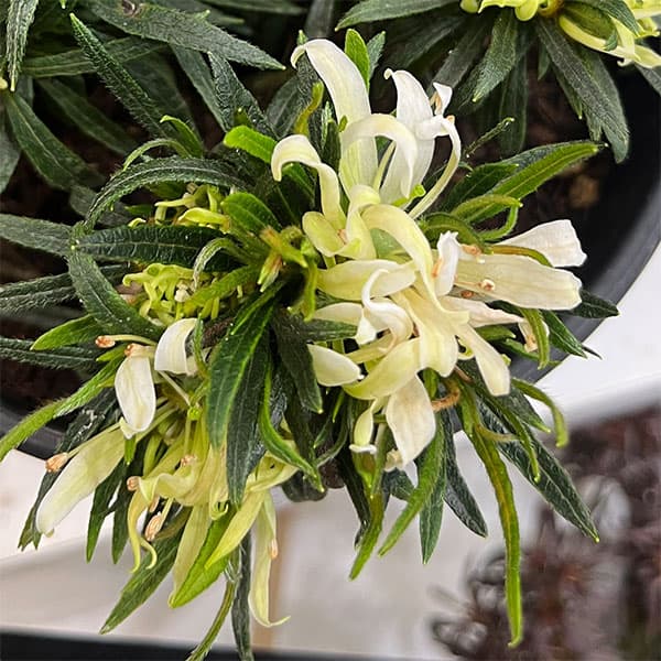 アザレア：スタースタイル・ホワイトスター（白）5号ポット