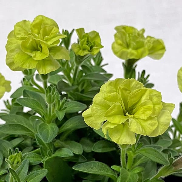 ペチュニア：ライム3-3.5号ポット 3株セット