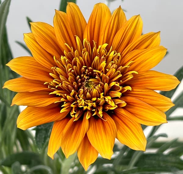 八重咲きガザニア：ロミーヌ チョコレート3.5号ポット