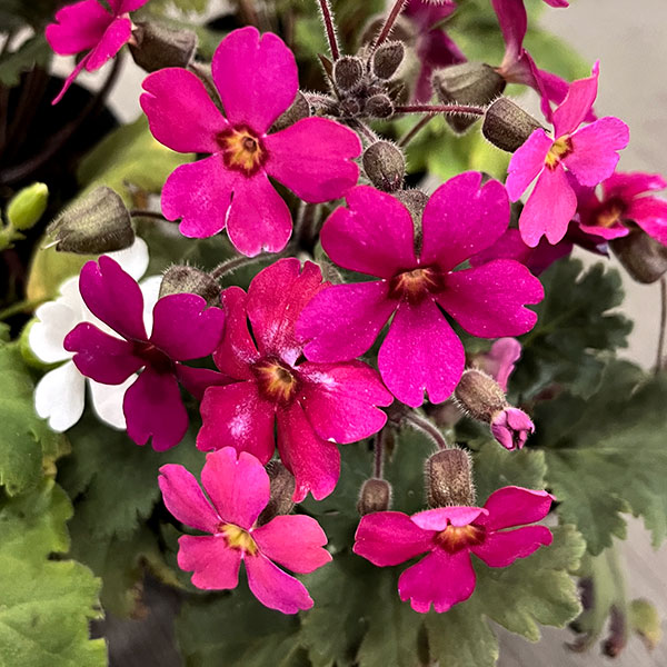 プリムラ　シネンシス：ジョリーステラ　ローズ3.5号ポット