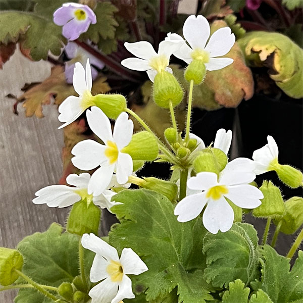 プリムラ　シネンシス：ジョリーステラ　ホワイト3.5号ポット