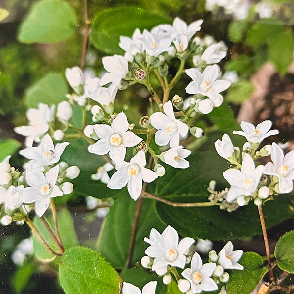 ウツギ（空木）：シセンウツギ（四川空木）4号ポット