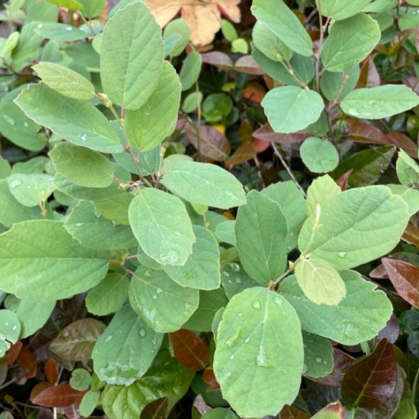 シロバナマンサク（フォサギラ）：ブルーミスト7号鉢植え