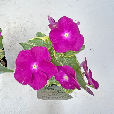 [26年4月下旬予約]ニチニチソウ：ピナシェ（斑入り）3.5号ポット