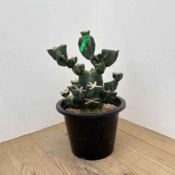 サボテン：ハシラサボテンブランチ仕立て　10号鉢植え26-01