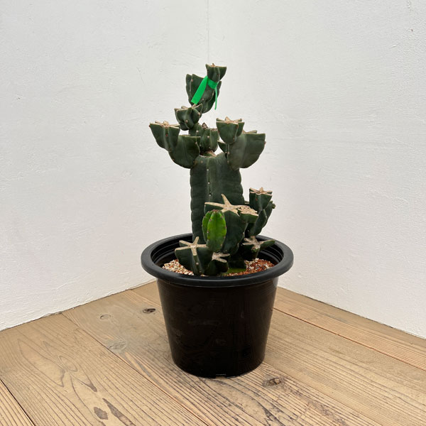 サボテン：ハシラサボテンブランチ仕立て　10号鉢植え26-02