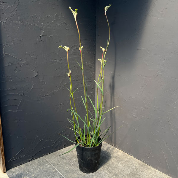 カンガルーポー：ビックホワイト （白）7号鉢植え