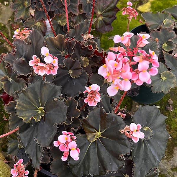 ベゴニア：ダークマンボ3.5号ポット*