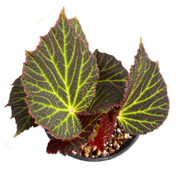 ベゴニア：クロロネウラ　3.5号ポット