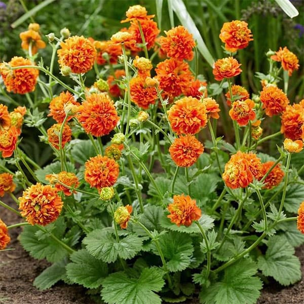 ゲウム（西洋ダイコンソウ）：オレンジパンプキン4号ポット