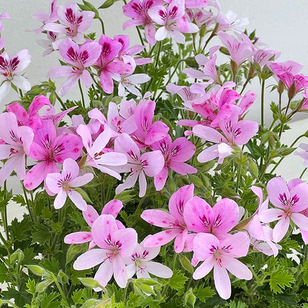 ニオイゼラニウム：シトラスフラミンゴ3.5号ポット