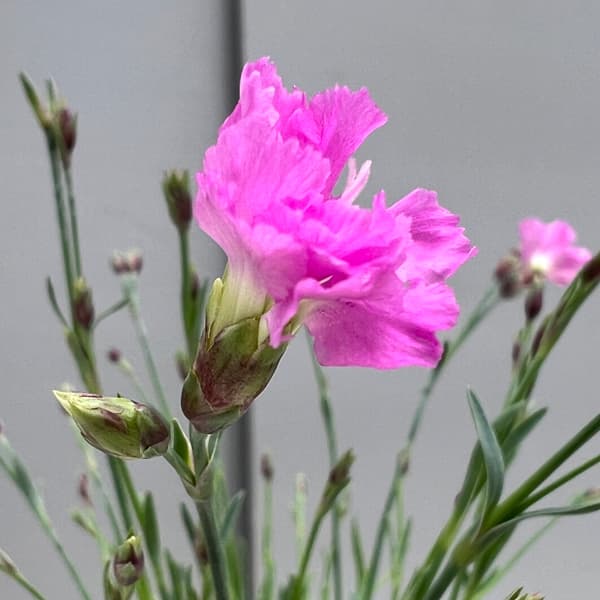 ナデシコ（四季咲きナデシコ）：極小輪・白雪姫ピンク2.5号ロングポット