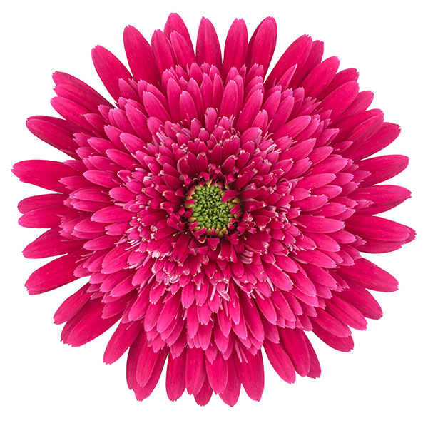 [26年4月上旬予約]ガーデンガーベラ（ガルビネア）：サンシェイパー　トロピカル　ミロウ4号ポット