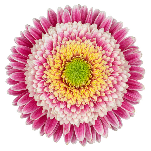 [26年4月上旬予約]ガーデンガーベラ（ガルビネア）：サンシェイパー　トロピカル　コリーヌ（複色）4号ポット