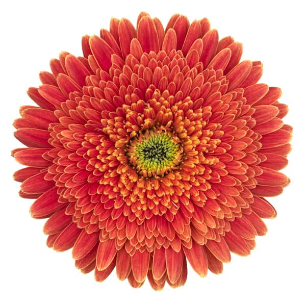 [26年4月上旬予約]ガーデンガーベラ（ガルビネア）：サンシェイパー　トロピカル　ディオンヌ（橙）4号ポット