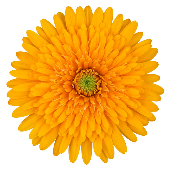 [26年4月上旬予約]ガーデンガーベラ（ガルビネア）：サンシェイパー　トロピカル　イネス（黄）4号ポット