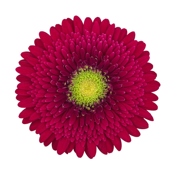 [26年4月上旬予約]ガーデンガーベラ（ガルビネア）：サンシェイパー　トロピカル　リンデ（赤）4号ポット