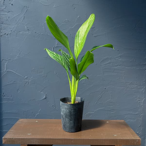 アグラオネマ：カーティシー　3.5号ポット