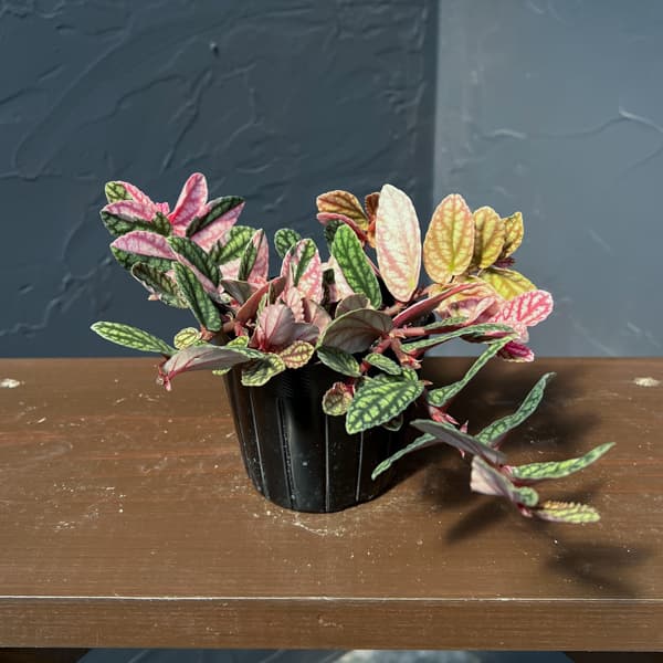 ペリオニア：冨永セレクト　3号ポット26-01