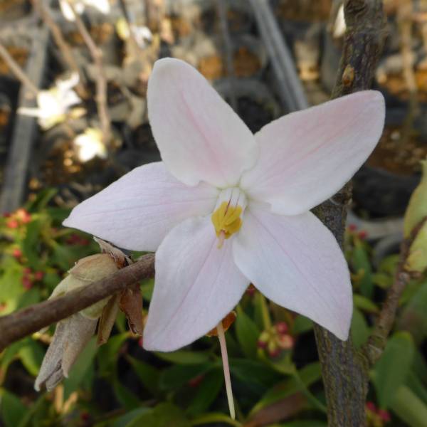 エゴノキ：メリオデンドロン ロゼア6号ポット