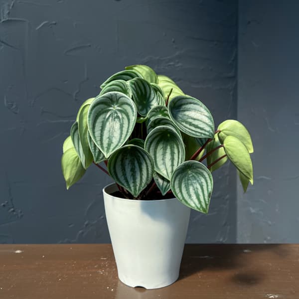 ぺぺロミア：サンデルシー（2年物株）4号鉢植え