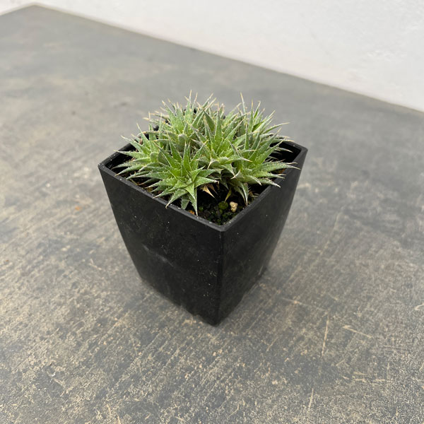 デウテロコニア：ブレビフォリア　クロランサ　3号ポット